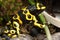 Dendrobates Leucomelas Bumble Bee Poison Dart frog