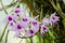 Dendrobium anosmum in full bloom. White and purple orchid flower