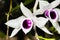 Dendrobium anosmum` semi-alba