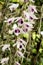 Dendrobium anosmum in white and purple flowers