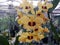 Dendrobium Antennatum orchid flower, from Indonesia, Asean, with light color gradations