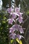 Dendrobium aphyllum is a lightly scented orchid with pink stripes