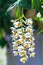 Dendrobium Aphyllum orchids flowers bloom in spring