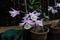 The dendrobium aphyllum purple flowers