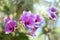 Dendrobium bigibbum Lindl Orchidaceae Cooktown orchid purple flowers