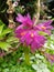 Dendrobium bracteosum nice color flower HongKong Central botanical garden