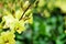 Dendrobium Bucha Putha or Dendrobium Cross Yellow Orchid in flora garden background