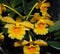 Dendrobium Chrysotoxum Or Fried Egg Orchid