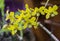 Dendrobium chrysotoxum Lindl,