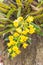 Dendrobium chrysotoxum Lindl, yellow orchid
