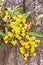 Dendrobium chrysotoxum Lindl, yellow orchid