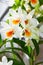 Dendrobium Cruentum Orchid