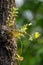 Dendrobium ellipsophyllum is beautiful flower and have white, ye