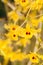 Dendrobium friedericksianum flower