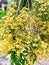 Dendrobium friedericksianum orchid