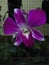 Dendrobium is a genus of epiphytic orchids which is commonly used as an ornamental plant