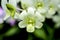 Dendrobium hybrids, Orchid in green