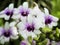 Dendrobium hybrids, Orchid in white and purple