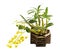 Dendrobium lindleyi, Wild yellow orchids with pseudobulb and leaves on wood orchid baskets, isolated on white background