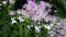 Dendrobium Lucian Pink flowers stock photo