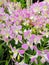 Dendrobium Lucian Pink Orchidaceae flowers stock photo