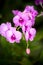 Dendrobium Mozah Bint Nasser Al-Missned pink orchid flower