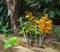 Dendrobium nobile Firebird. Bright orange orchids in the greenhouse
