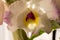Dendrobium nobile orchid flower