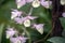 Dendrobium Nobile orchid flowers
