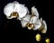 Dendrobium nobile orchid white