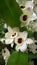 Dendrobium Nobile Starclass Sunny Eyes Orchidaceae flowers stock photo