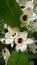 Dendrobium Nobile Starclass Sunny Eyes Orchidaceae flowers stock photo