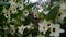 Dendrobium Nobile Starclass Sunny Eyes Orchidaceae flowers stock photo