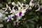 The Dendrobium noble, a specie of orchid commonly known as the nobile dendrobium, Purple and white color flower