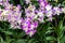 Dendrobium Orchid Flowers