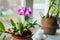 Dendrobium orchid. Home plants growing on window sill. Greenery interior decor with flowers