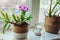 Dendrobium orchid. Home plats growing on window sill. Interior decor with flowers