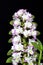 Dendrobium Orchid hybrids
