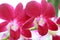 Dendrobium orchid hybrids