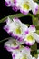 Dendrobium Orchid hybrids.