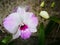 Dendrobium orchid. Magic flowers