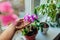 Dendrobium orchid. Woman taking care of home plants . Close-up of female hands holding violet flowers