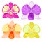 Dendrobium Orchidea set of pink, purple, yellow, orange. vector