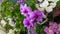 Dendrobium orchids a beautiful purple flower.