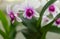 Dendrobium orchids in bloom, planted in pots, swaying in the wind