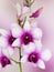 Dendrobium phalaenopsis hybrid orchid