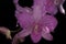 Dendrobium pink orchid