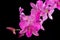 Dendrobium pink orchid with dew drop