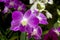 Dendrobium Pink Orchids