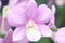 Dendrobium Pink Stripes Orchid